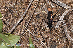 Frühlings-Wegwespe (Anoplius viaticus) (F315898) Frühlings-Wegwespe (Anoplius viaticus) (F315898)