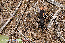 Frühlings-Wegwespe (Anoplius viaticus) (F315900) Frühlings-Wegwespe (Anoplius viaticus) (F315900)