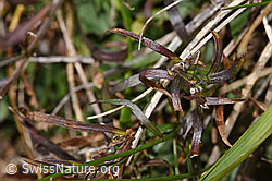 Scheuchzers Glockenblume (Campanula scheuchzeri) (F315905)