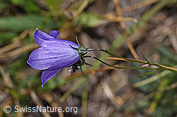 Scheuchzers Glockenblume (Campanula scheuchzeri) (F315907)