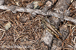 Brauner Grashüpfer (Chorthippus brunneus) (F315915) Brauner Grashüpfer (Chorthippus brunneus) (F315915)