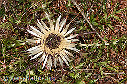 Silberdistel (Carlina acaulis ssp. caulescens) (F315916)