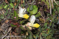 Polygala chamaebuxus (F315926)