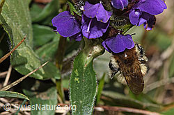 Veränderliche Hummel (Bombus humilis) auf Grossblütiger Brunelle (Prunella grandiflora) (F315928)