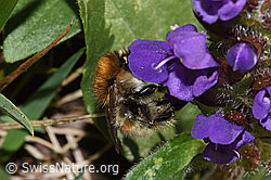 Veränderliche Hummel (Bombus humilis) auf Grossblütiger Brunelle (Prunella grandiflora) (F315930)