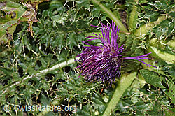 Stängellose Kratzdistel (Cirsium acaule) (F315932) Stängellose Kratzdistel (Cirsium acaule) (F315932)