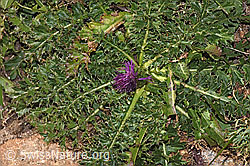 Stängellose Kratzdistel (Cirsium acaule) (F315933) Stängellose Kratzdistel (Cirsium acaule) (F315933)