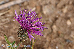 Centaurea scabiosa ssp. alpestris (17.10.2025, F315934)