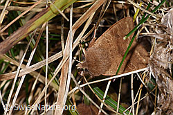 F316847: Rundflügel-Kätzcheneule (Orthosia cerasi)