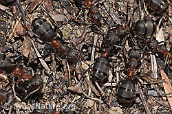 Formica rufa (F316856) Formica rufa (F316856)