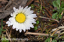 Bellis perennis (F316859) Bellis perennis (F316859)