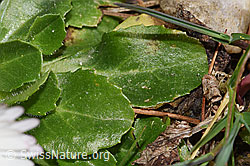 Bellis perennis (F316860) Bellis perennis (F316860)