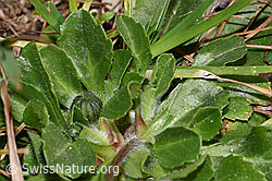 Bellis perennis (F316861) Bellis perennis (F316861)