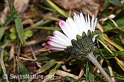 Bellis perennis (F316862) Bellis perennis (F316862)