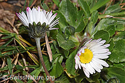 Bellis perennis (F316863) Bellis perennis (F316863)