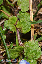 Veronica persica (F316869) Veronica persica (F316869)