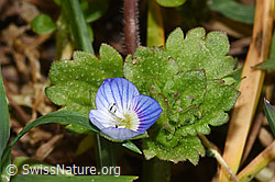 Veronica persica (F316872) Veronica persica (F316872)