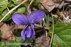 F316874: Hain-Veilchen (Viola riviniana)