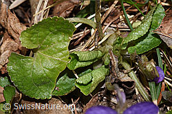 F316878: Hain-Veilchen (Viola riviniana)