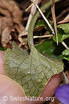 F316879: Hain-Veilchen (Viola riviniana)
