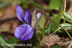 F316885: Hain-Veilchen (Viola riviniana)