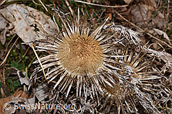 Carlina acaulis ssp. caulescens (F316886) Carlina acaulis ssp. caulescens (F316886)