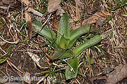 F316893: Männliches Knabenkraut (Orchis mascula)