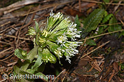 Petasites albus (06.03.2026, F316899)