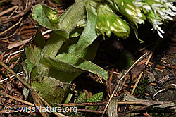 Petasites albus (F316900)