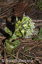 Petasites albus (06.03.2026, F316902)