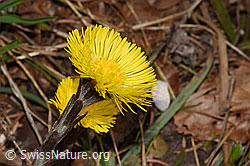 Tussilago farfara (F316910) Tussilago farfara (F316910)