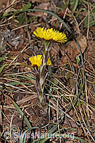 Tussilago farfara (F316912) Tussilago farfara (F316912)