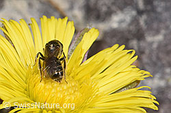 Lasioglossum calceatum on Tussilago farfara (F316914) Lasioglossum calceatum on Tussilago farfara (F316914)