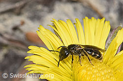 Lasioglossum calceatum on Tussilago farfara (F316915) Lasioglossum calceatum on Tussilago farfara (F316915)