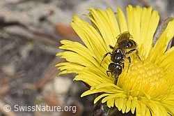 Lasioglossum calceatum on Tussilago farfara (F316916) Lasioglossum calceatum on Tussilago farfara (F316916)