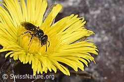 Lasioglossum calceatum on Tussilago farfara (F316917) Lasioglossum calceatum on Tussilago farfara (F316917)