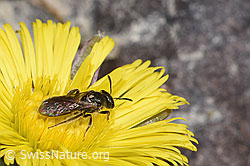 Lasioglossum calceatum on Tussilago farfara (F316918) Lasioglossum calceatum on Tussilago farfara (F316918)
