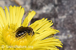 Lasioglossum calceatum on Tussilago farfara (F316920) Lasioglossum calceatum on Tussilago farfara (F316920)