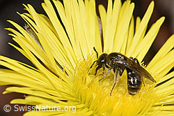 Lasioglossum calceatum on Tussilago farfara (F316927) Lasioglossum calceatum on Tussilago farfara (F316927)