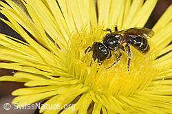 Gewöhnliche Schmalbiene (Lasioglossum calceatum) auf Sumpf-Kratzdistel (Cirsium palustre)