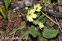 Primula elatior (06.03.2026, F316931)