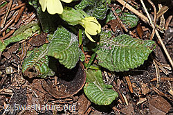 Primula elatior (F316932) Primula elatior (F316932)