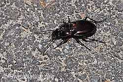 F316934: Metallischer Grabkäfer (Pterostichus burmeisteri)