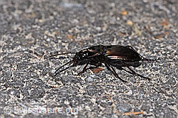 F316937: Metallischer Grabkäfer (Pterostichus burmeisteri)