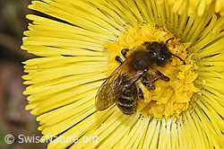 Andrena bicolor on Tussilago farfara (F316940) Andrena bicolor on Tussilago farfara (F316940)