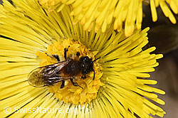 Andrena bicolor on Tussilago farfara (F316941) Andrena bicolor on Tussilago farfara (F316941)