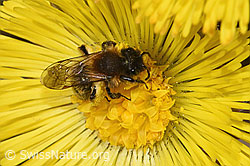 Andrena bicolor on Tussilago farfara (F316947) Andrena bicolor on Tussilago farfara (F316947)