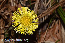 F316949: Huflattich (Tussilago farfara)
