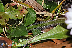 Bellis perennis (F316955) Bellis perennis (F316955)