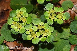 Chrysosplenium alternifolium (06.03.2026, F316957)